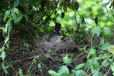 Amsel-1-Tag-3.jpg